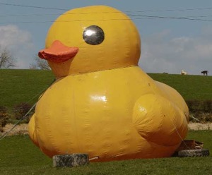 duck
